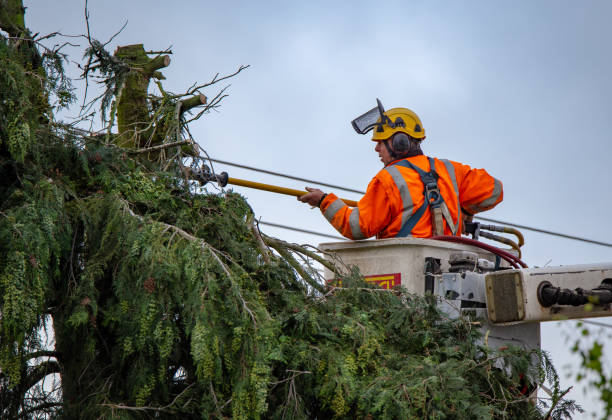 Best Tree Risk Assessment  in North Vernon, IN