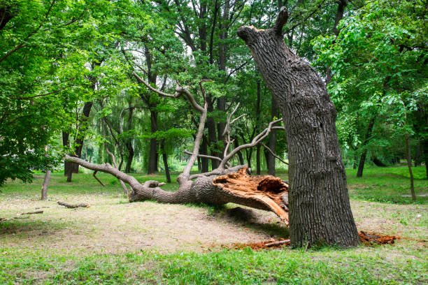 How Our Tree Care Process Works  in  North Vernon, IN