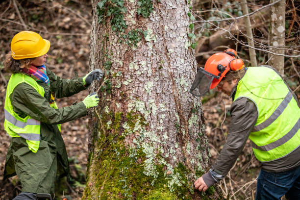 Best Tree Removal Service  in North Vernon, IN